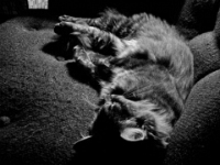 Hemes  The Cat20100518 0071